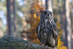 eagle owl