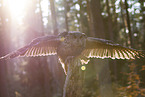 eagle owl
