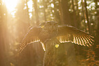 eagle owl