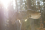 eagle owl