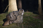eagle owl