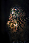 eagle owl
