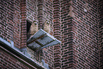 eagle owls