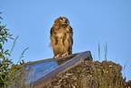 eagle owl
