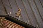 eagle owl