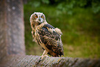 eagle owl