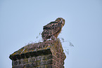 eagle owl
