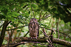 eagle owl