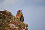 eagle owl