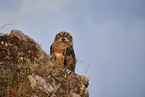 eagle owl
