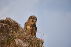 eagle owl