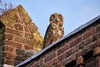 eagle owl