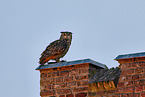 eagle owl