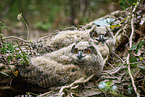 Eagle owl chicks