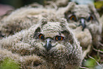Eagle owl chicks