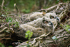 Eagle owl chicks