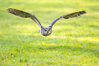eagle owl