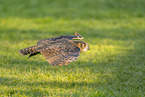 eagle owl