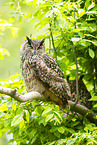 Eurasian eagle-owl