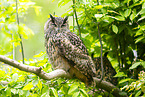Eurasian eagle-owl
