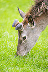 red deer