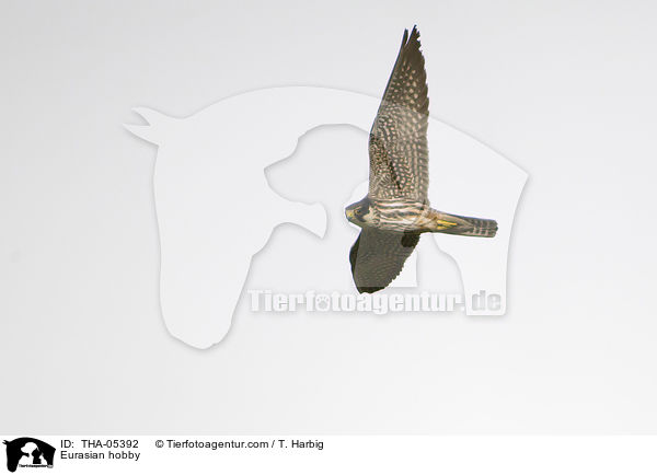 Eurasian hobby / THA-05392
