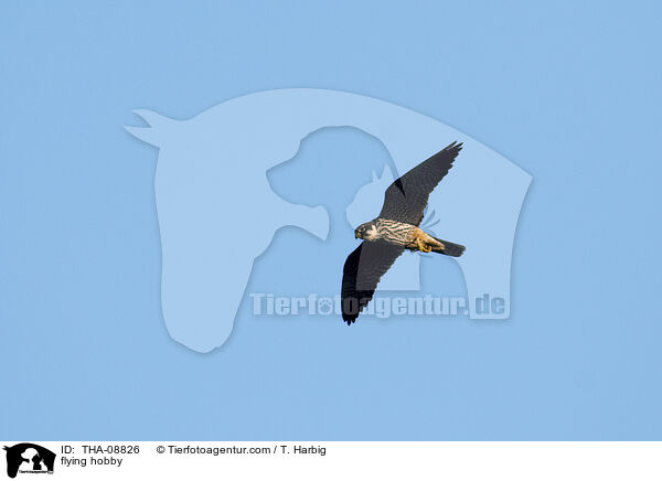 flying hobby / THA-08826