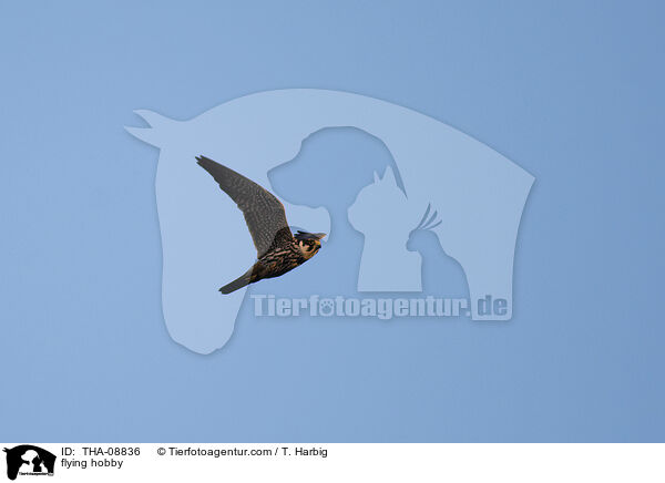 flying hobby / THA-08836