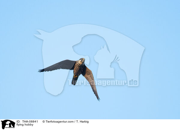 flying hobby / THA-08841