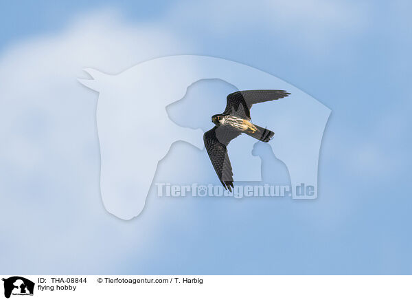 flying hobby / THA-08844