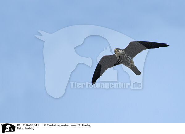 flying hobby / THA-08845