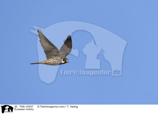 Eurasian hobby / THA-10047