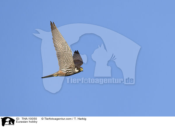 Eurasian hobby / THA-10050
