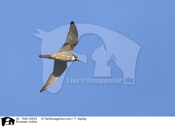 Eurasian hobby / THA-10053