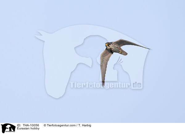 Eurasian hobby / THA-10056