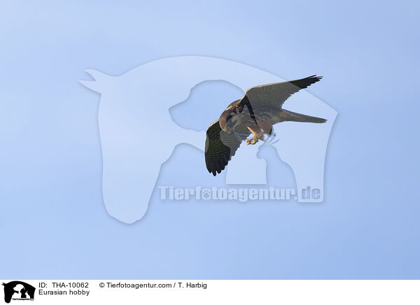 Baumfalke / Eurasian hobby / THA-10062