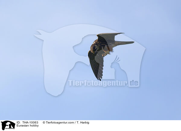 Eurasian hobby / THA-10063