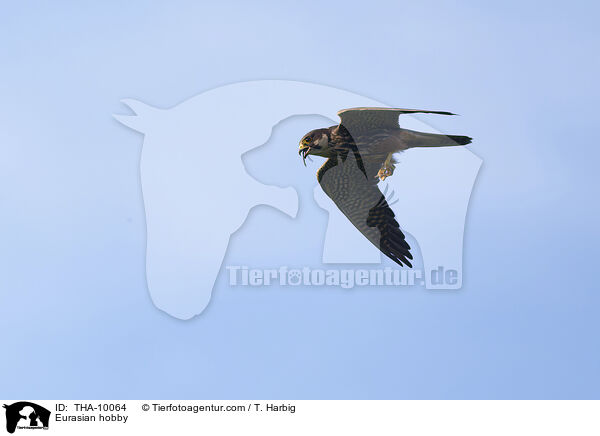 Eurasian hobby / THA-10064