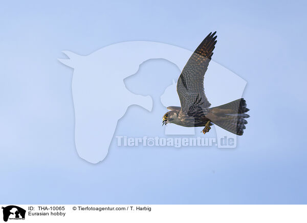 Eurasian hobby / THA-10065