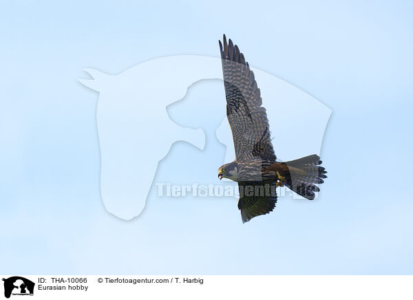 Eurasian hobby / THA-10066