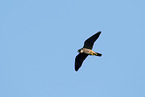 flying hobby