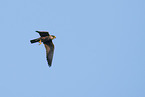 flying hobby