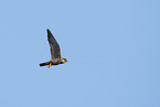 flying hobby