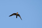 flying hobby