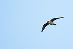 flying hobby