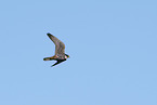 Eurasian hobby
