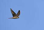 Eurasian hobby