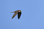 Eurasian hobby