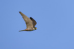 Eurasian hobby