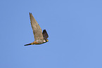 Eurasian hobby